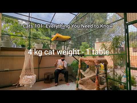 Basic Health, Food & Other tips for cats| The ultimate cat guide