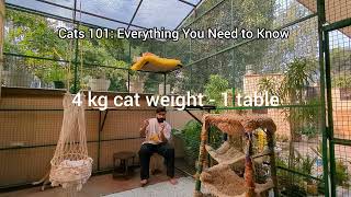 Basic Health, Food & Other tips for cats| The ultimate cat guide 