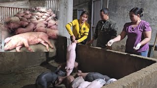 Buying piglets to raise, A new start after the African cholera epidemic. ( Ep 248 ). by  Country Life / My Farm 69,645 views 2 months ago 13 minutes, 3 seconds