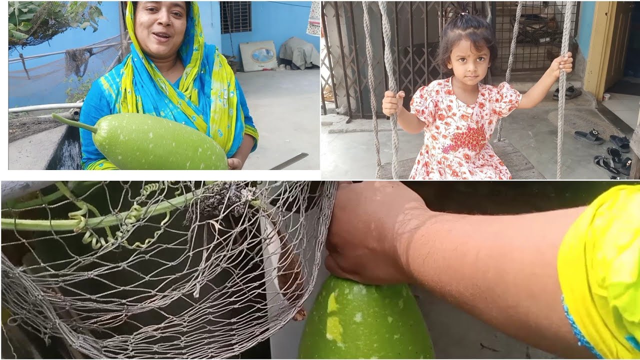 শীত চলে গেল তারপরও এত বড় লাউ গাছে ধরল 
