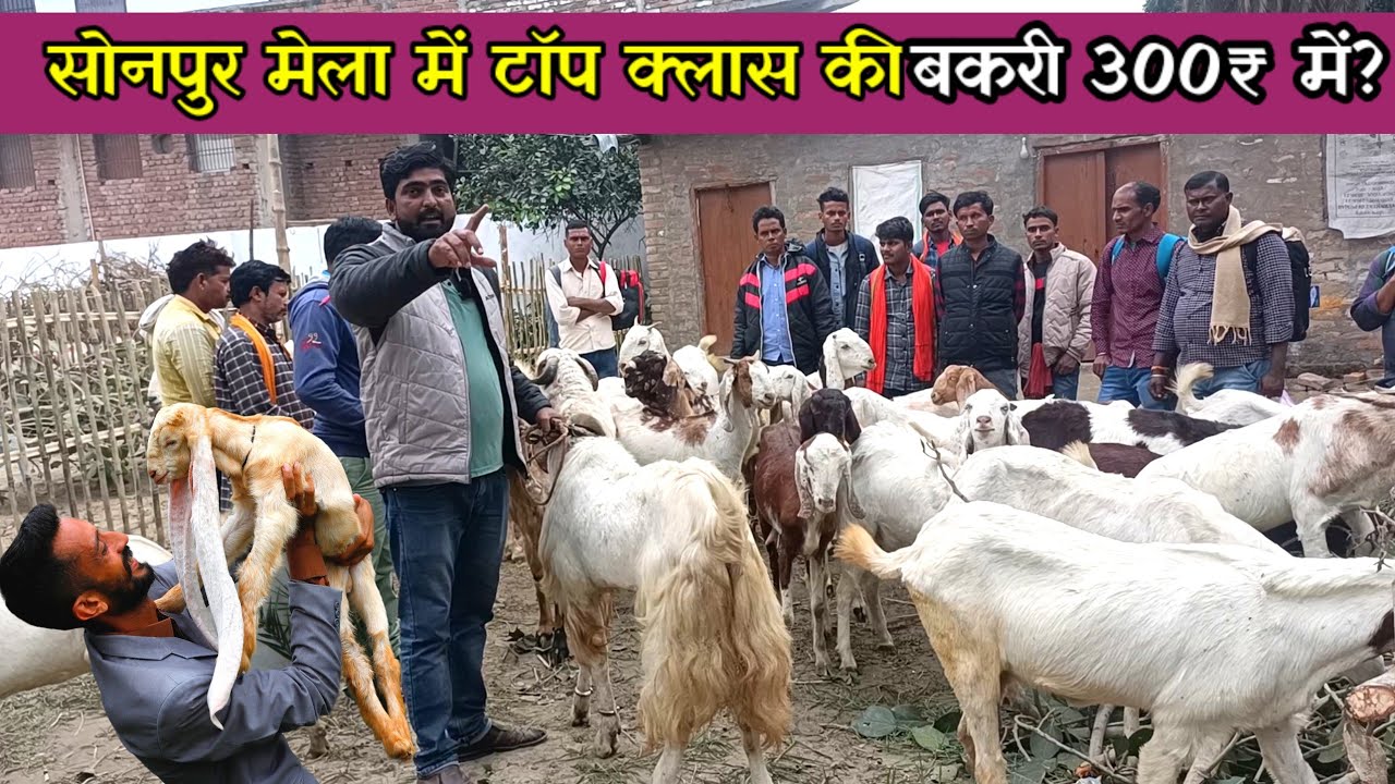 सोनपुर मेले में कम कीमत में बकरी यहाँ मिलेंगी | sonpur mela 2023 | bakri bazar | bakra mandi