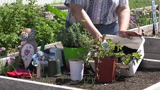 Garden2Plate: Gardening - Planting a Mini–Herb Garden