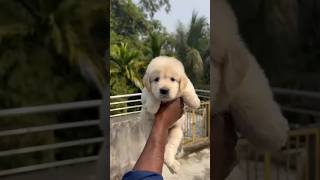 goldenretriver#shortsfeed #shortvideo #dogshorts #doglovercommunity