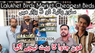 Lalukhet Birds Market 13-09-2026 |Cheapest Birds Market | Fawn Java Ka Rate Neechay Aa Gaya 13092026