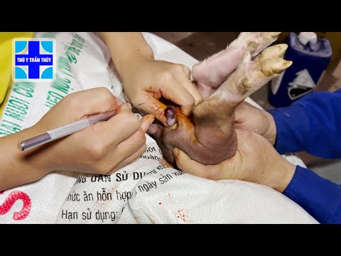Video: Tăng sản Nodular gan ở chó