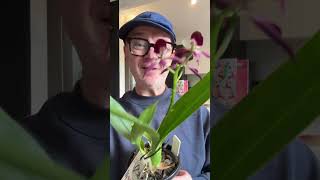 #shorts Yet another discounted orchid find!!  #orchids #orchidcare