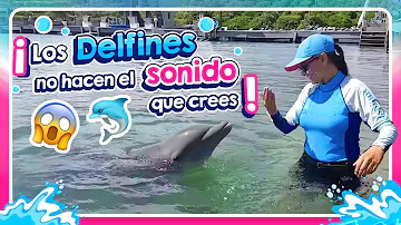 ¿Cómo se llama el sonido que emiten los delfines?