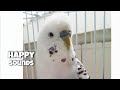 30 min of singing budgie Denny - YouTube