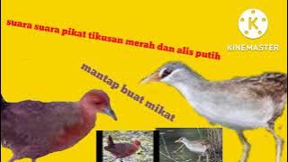 suara pikat burung tikusan mata merah dan alis putih.mantap buat mikat