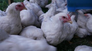 Week 8 Slow Growing White Broiler vs Cornish X #WelpHatchery Standard White Cornish