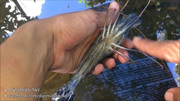 TÔM CÀNG XANH - QUÁ TRÌNH LỘT XÁC THAY VỎ MỚI ĐỂ LỚN CỦA CON TÔM | DÂN MIỀN TÂY