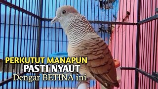 Perkutut Betina memanggil jantan Suara bersahutan perkutut lokal gacor , Ampuh untuk PANCINGAN