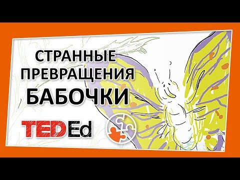 🔶 Странные превращения бабочки [TED-Ed на русском]