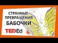 🔶 Странные превращения бабочки [TED-Ed на русском]