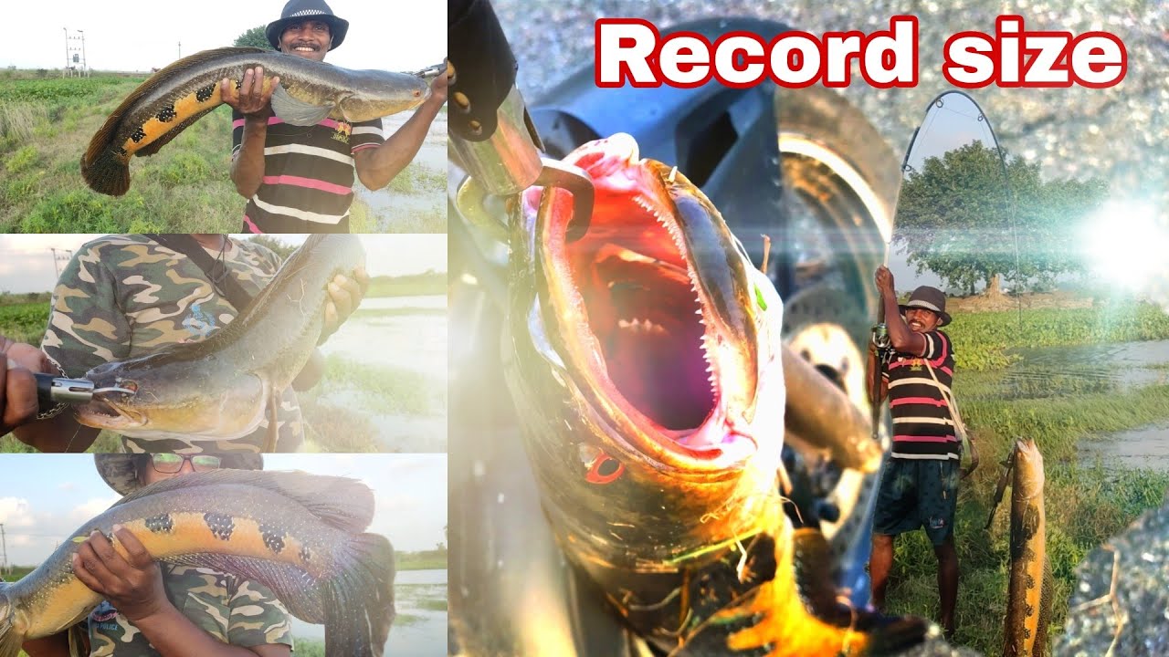 RECORD SIZE SNAKE HEAD FISH CATCHING D WAVE 9 FIT ROD ,, LIVE TESTING,मरण मछली पकडने का आसान तरीका