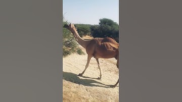 Camel walking in thar desert