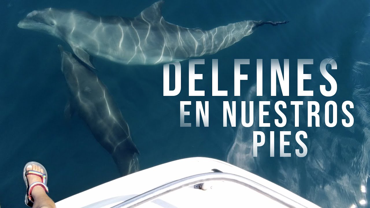 EL MEJOR TOUR DE DELFINES EN EL GOLFO DULCE - Ep. 5 | BEST DOLPHIN WATCHING TOUR IN COSTA RICA