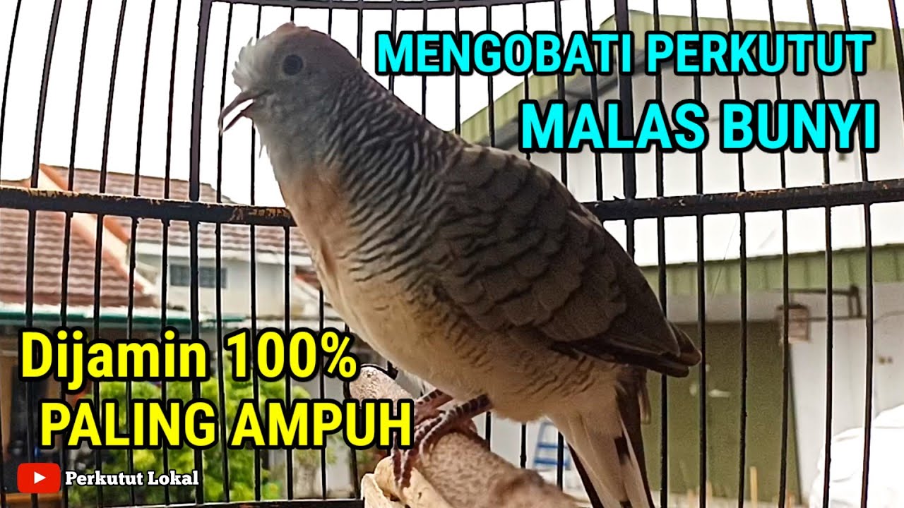 Perkutut lokal gacor suara kristal pancingan paling ampuh untuk perkutut bahan #perkututlokal