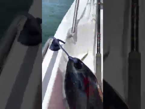 Test Cortina 480 + Suzuki 60hp