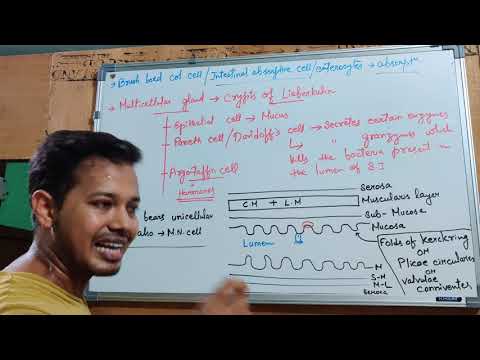 वीडियो: कुत्तों में मेसोथेलियोमा