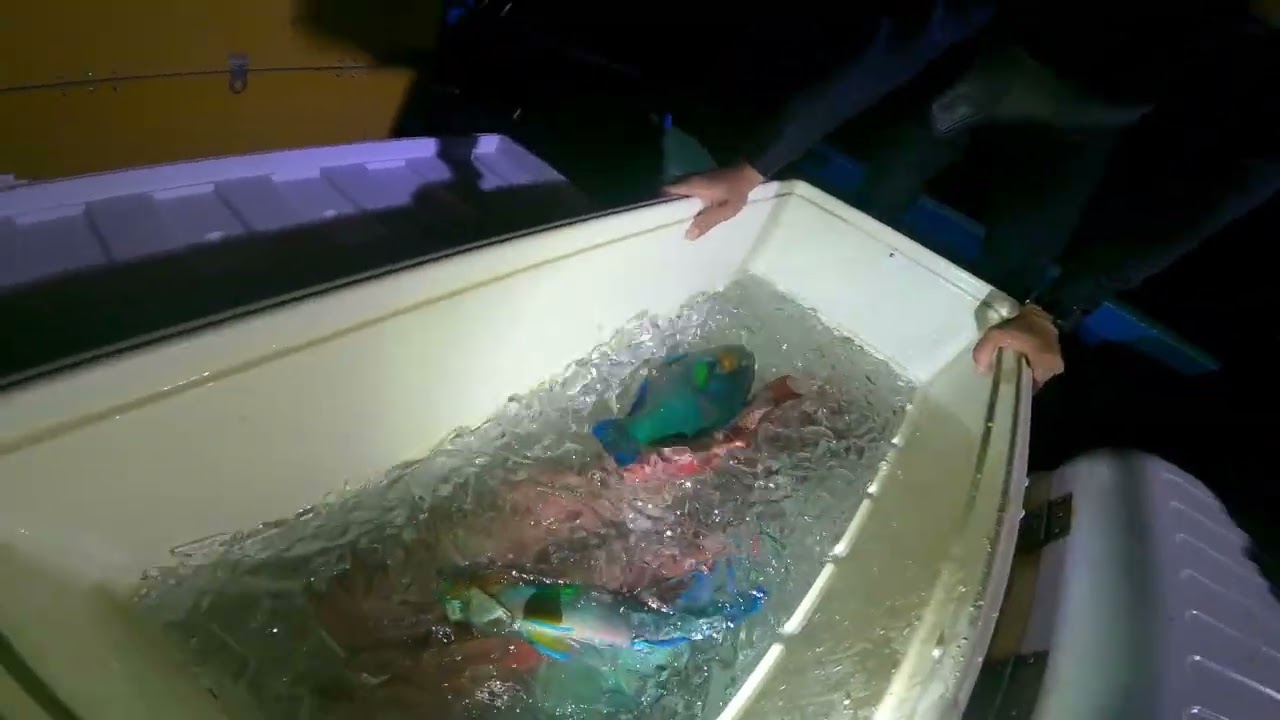 高級魚マクブを突いたら、サメが横取りしにやって来た！！！シロクラベラ