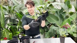 Repotting Tutorial for Paphiopedilum Maudiae Hybrids
