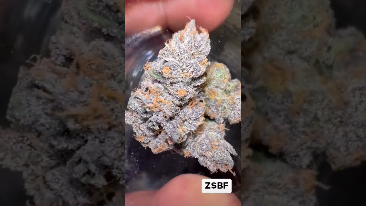 Z$BF. The best thing smoking in the Bay Area rn. 