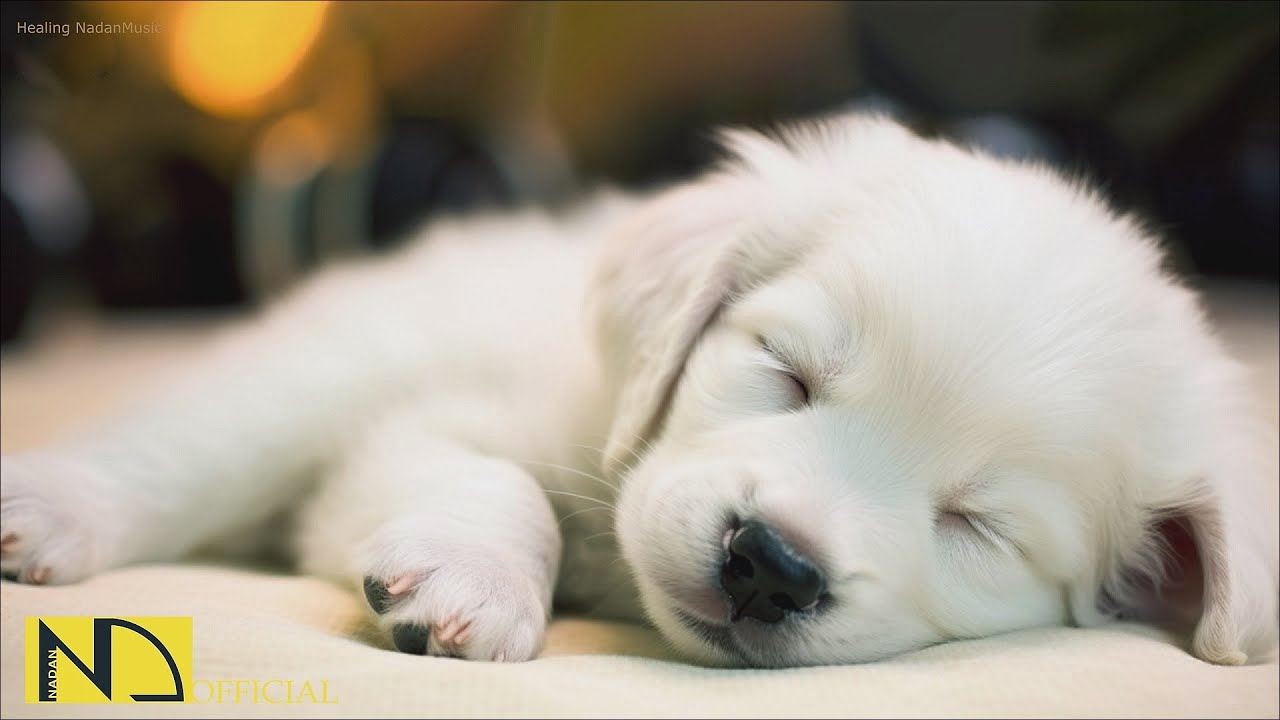 20 HOURS of Deep Sleep Dog Calming Music🐶🎵Anti Separation Anxiety Relief🐶🎵Dog Music 💖🎵 NadanMusic 20 HOURS of Deep Sleep Dog Calming Music🐶🎵Anti Separation Anxiety Relief🐶🎵Dog Music 💖🎵 NadanMusic