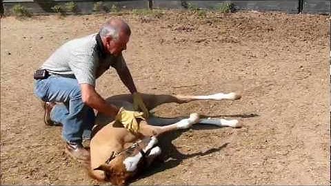 Teach Your Colt to Lie Down - RED Shows You How!!!