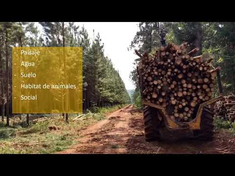 Vídeo: ¡Ten Cuidado En Los Caminos Forestales, Puedes Encontrarte Con Mamuts! - Vista Alternativa