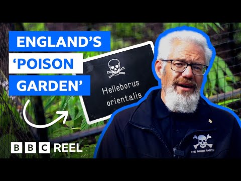 The British garden home to the world's deadliest plants – BBC REEL