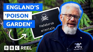 The British garden home to the world's deadliest plants - BBC REEL