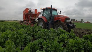 Tim 3 row Beet Machine in Action , Finally Beet Up