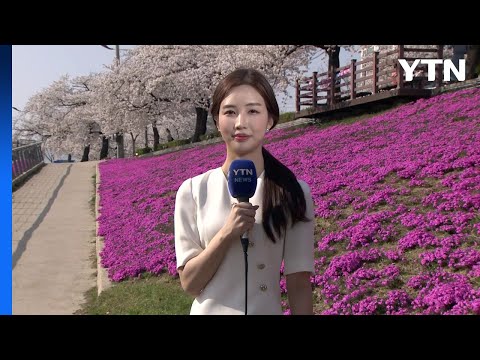 [날씨] '벚꽃 만발', 주말도 고온 건조...산불 유의 / YTN