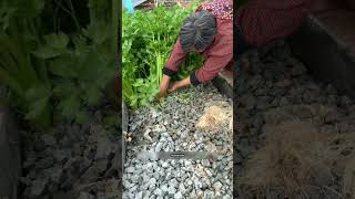 China Unique Soilless Celery Farming 😳