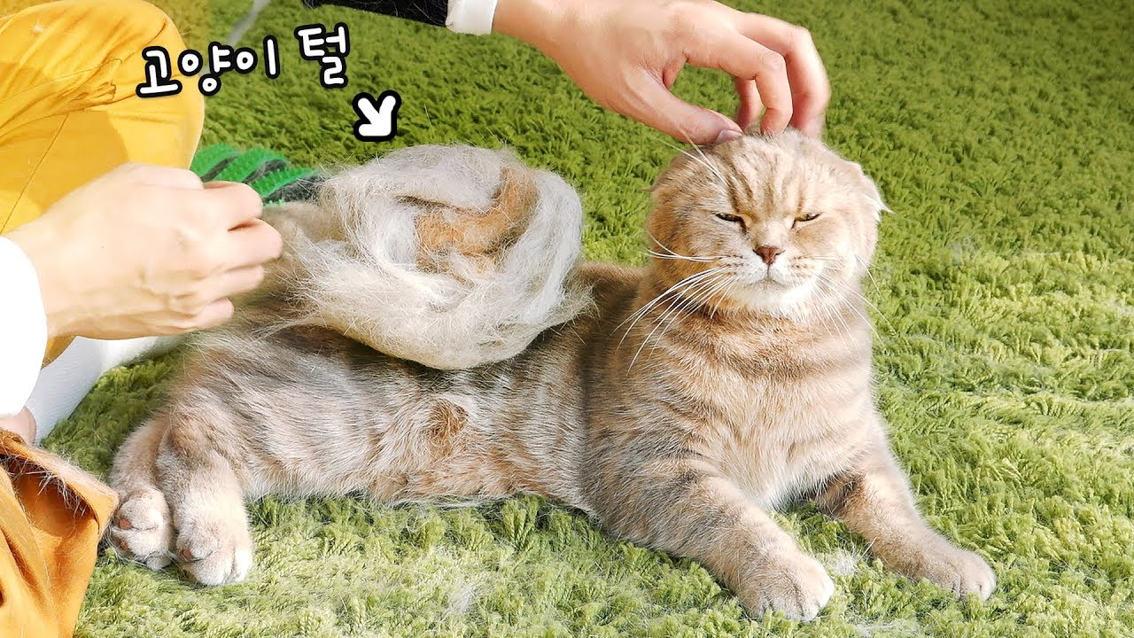 Я расчесывал кошачий мех с перчатками.