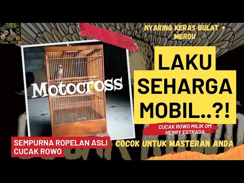 Cucak Rowo Super Ropel Kenceng