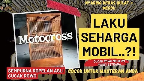 Cucak Rowo Gacor Ropel Asli Istimewa Begini boss.!! Nyaring Bulat Cocok Untuk Masteran #cucakrowo