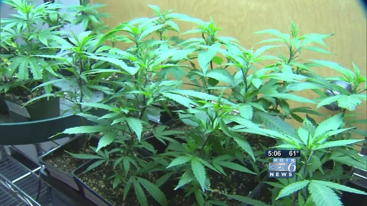 Recreational pot stores closer in Vancouver