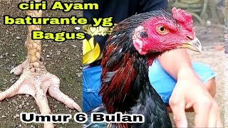 Ciri Khas Ayam Batu Rante | Baturante yang bagus