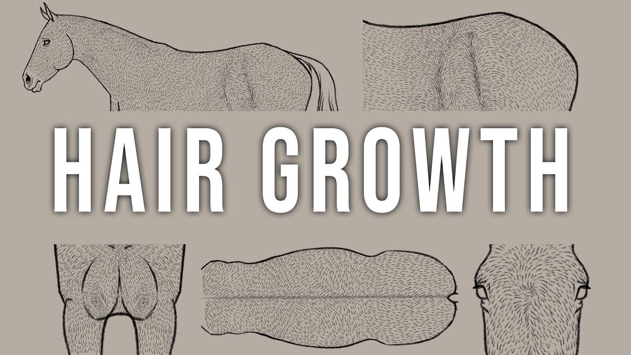 Рост шерсти у лошадей | Учебное пособие по настройке, покраске и рисованию моделей лошадей