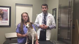 Dr. Dusty Andressen: The Parvo Vaccine