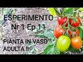 ESP nr1 ep11 Fase adulta Pianta di Pomodoro Piccadilly in vaso