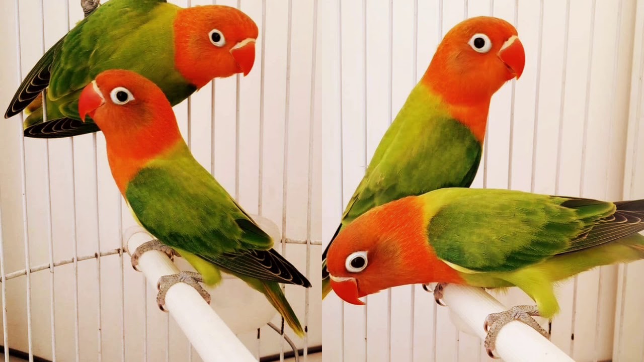 Indahnya LoveBird Biola 