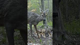 Tracking a Pregnant Deer in the Wild #Romania #Wildlife #TrailCamera