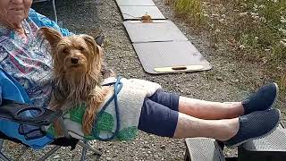 Momma said she wasn't leaving Summit Lake... Richardson Highway Alaska 2026