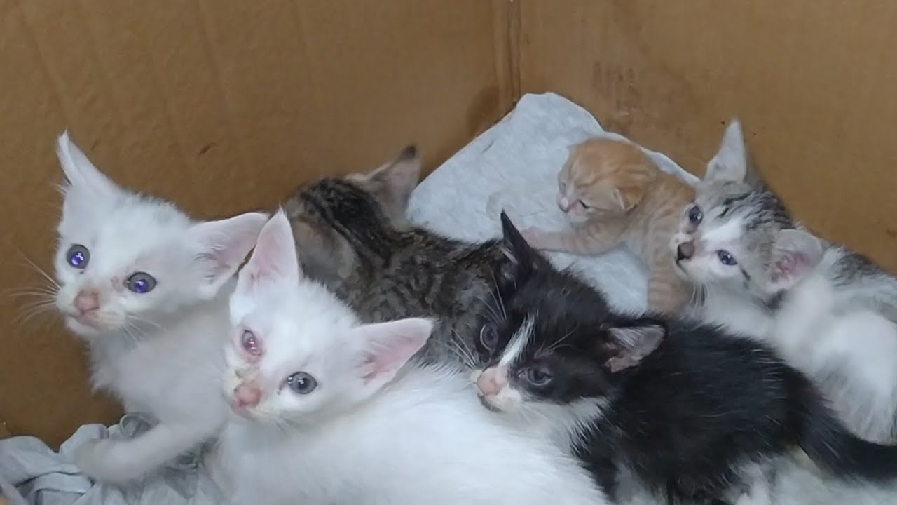 Tiny Orphan Kitten Cries For Attention Even After Getting Milk From Mom Cat
