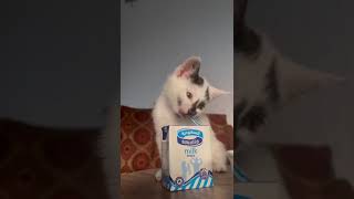 قطة تشرب حليب السعودية