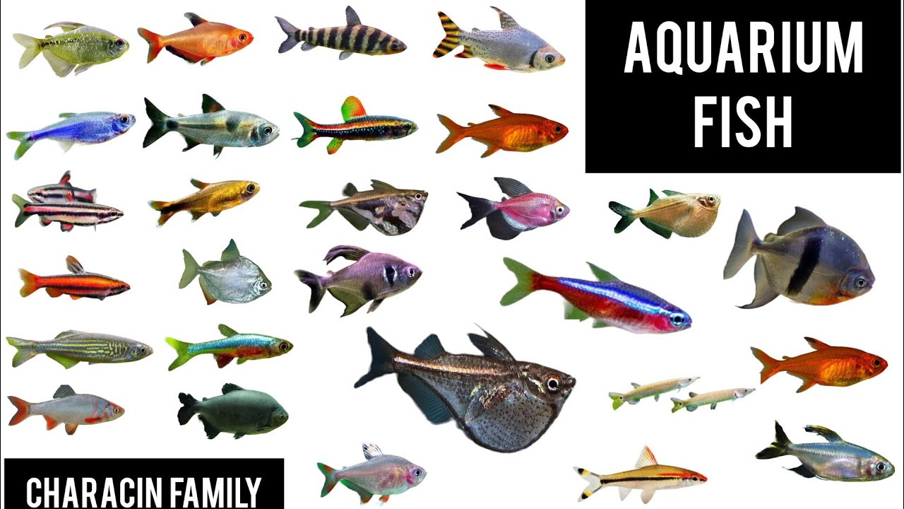 Names of Aquarium Freshwater fish species (CHARACIN FAMILY) 