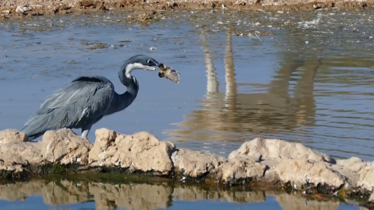 Black Headed Heron killing/hunting birds 